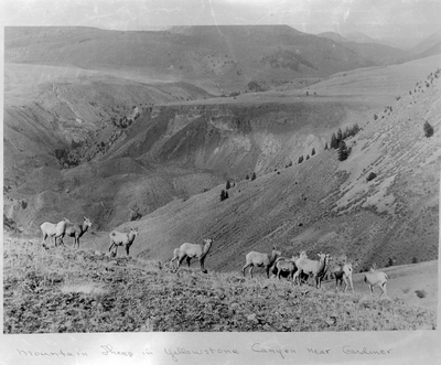 Mountain sheep in Yellowstone Canyon near Gardiner, MT