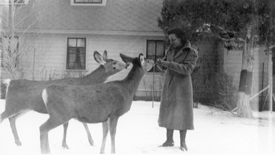 Feeding deer