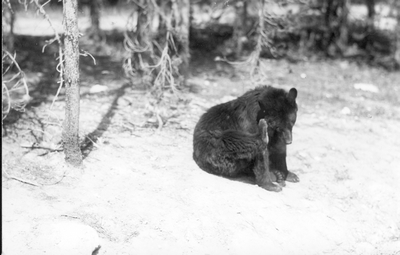 Black bear in the woods
