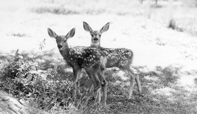 Twin fawns