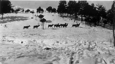 Elk herd in winter