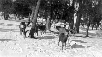 Deer in winter by houses