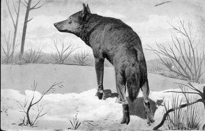The Wolf (Canis lupus)