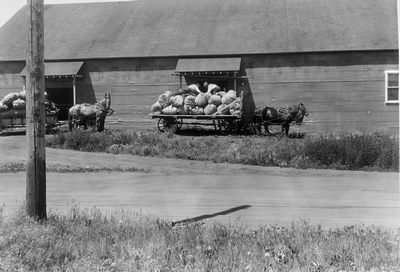 Wool marketing - Bozeman, Montana