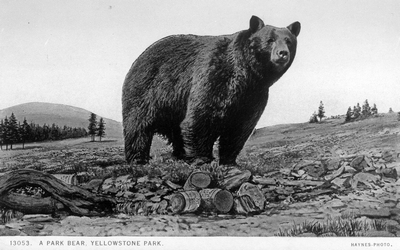 Yellowstone National Park - A Park bear