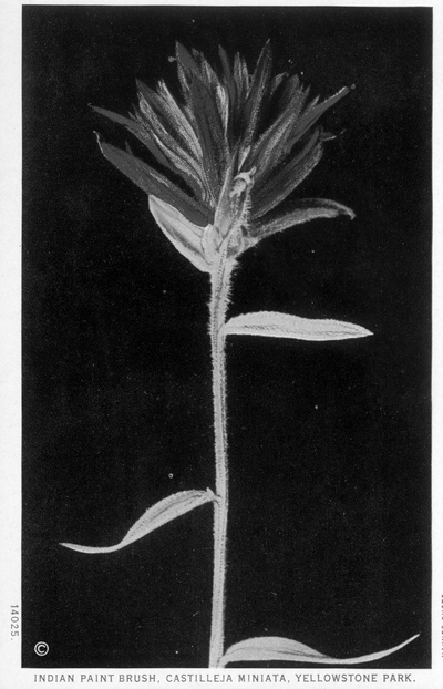 Yellowstone National Park - Indian Paint Brush (Castilleja miniata)