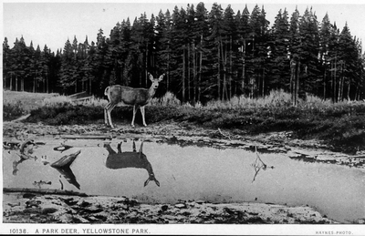 Yellowstone National Park - A Park deer