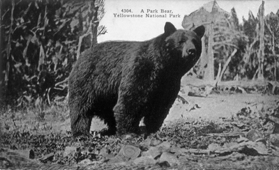 Yellowstone National Park - A Park bear