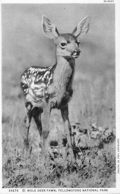 Yellowstone National Park - Mule deer fawn