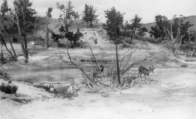 Yellowstone National Park - Deer