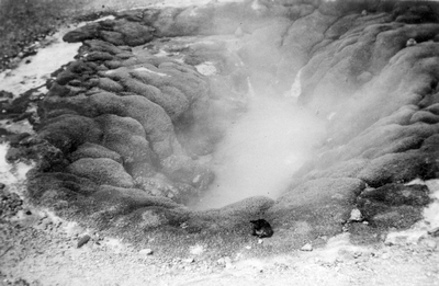 Yellowstone National Park - Bath Tub hot pool - Norris Basin