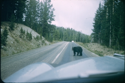 Yellowstone National Park - bears