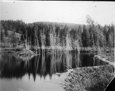 Beaver Dam & Huts