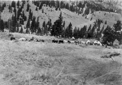 Horses at Roosevelt's camp near Tower, 1903