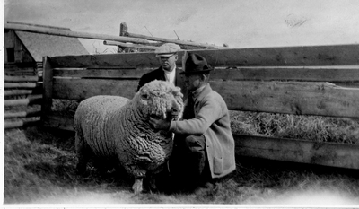Sheep