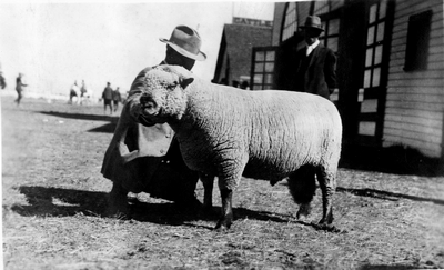 Sheep