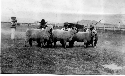 Sheep