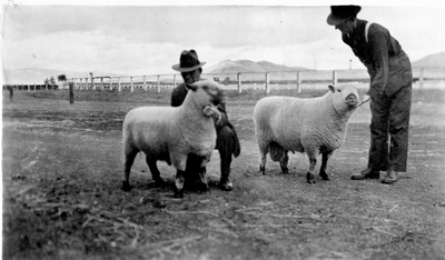 Sheep