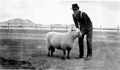 Sheep