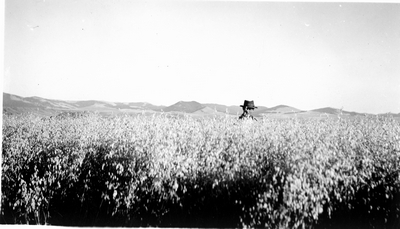 Grain field