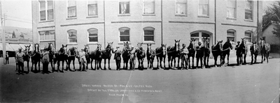 Draft horses in Ft. Benton, Montana