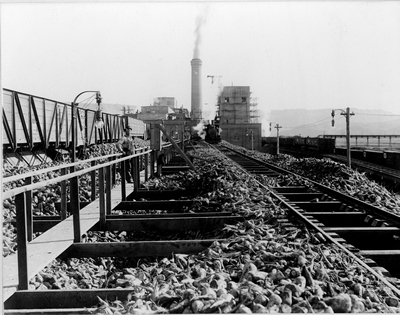 Sugar Beet Mill