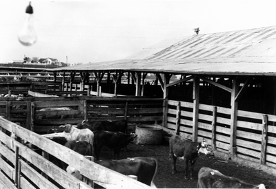 Livestock pens holding cattle