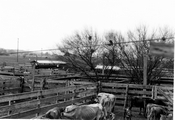 Livestock pens holding cattle