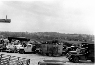 Parking lot with many cars & stock hauling trucks