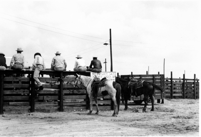 Cowboys sitting on fence to look over sale livestock