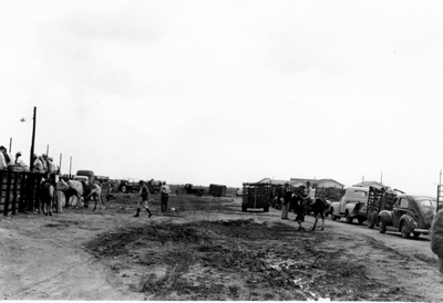 stockyards with holding pens, cowboys on the fences, cars & trucks parked in the fields