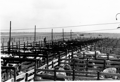 stockyard with cattle in holding pens