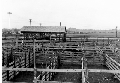 Holding pens with cattle