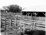 Holding pens with cattle