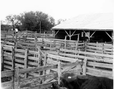 Holding pens with cattle