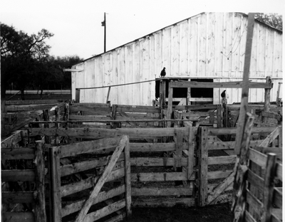 Holding pens & barn