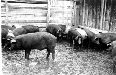 Bozeman Livestock Com. Co. - Hogs