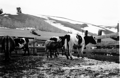 Bozeman Livestock Com. Co. - cattle in corral