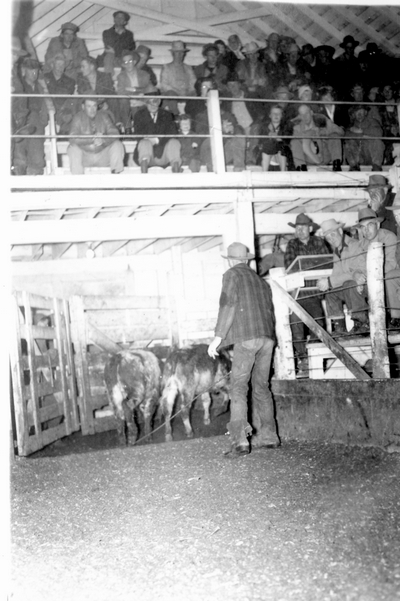 Bozeman Livestock Com. Co. - Auction ring