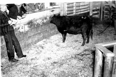 Bozeman Livestock Com. Co. - Auction ring