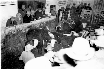 Bozeman Livestock Com. Co. - Auction ring