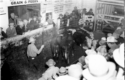 Bozeman Livestock Com. Co. - Auction ring