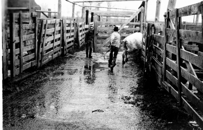 Bozeman Livestock Com. Co. - moving a cow