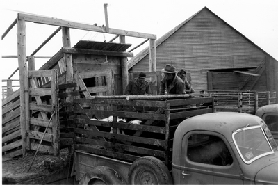 Bozeman Livestock Com. Co. - loading cattle from truck into a chute
