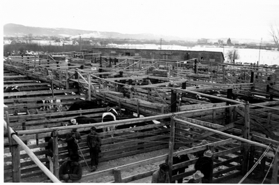 Bozeman Livestock Com. Co. - visiting in the pens