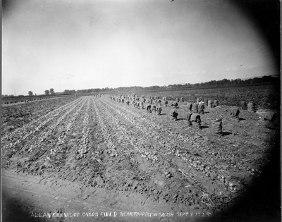 Alan Kirkwood Onion Field near Toppenish, Wash