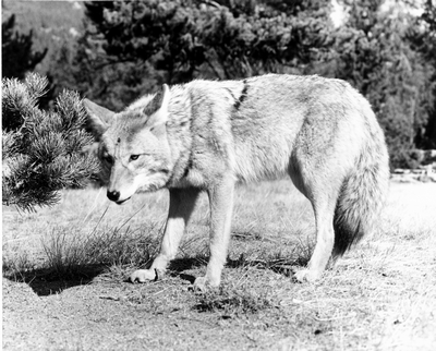 A begging coyote in Yellowstone National Park