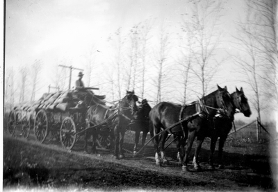 Wheat harvest going to market
