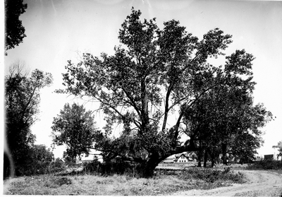 In the Yellowstone Valley near Miles City