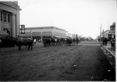 Sidney, Montana livestock parade down the main street